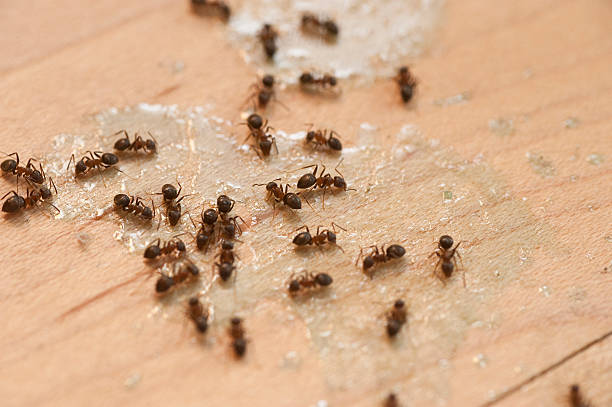 Reliable Bloomer, WI Pest Control Solutions
